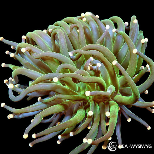 WYSIWYG Spring Garden Torch Euphyllia coral with green tentacles and cream tips