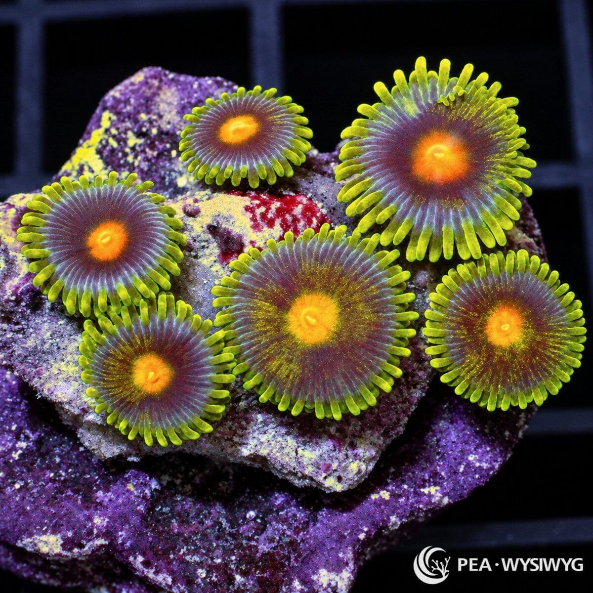Spring Sunrise Zoanthids Zoanthus sp. with fluorescent yellow-green skirts, blue-violet oral discs, and vivid orange-yellow centers