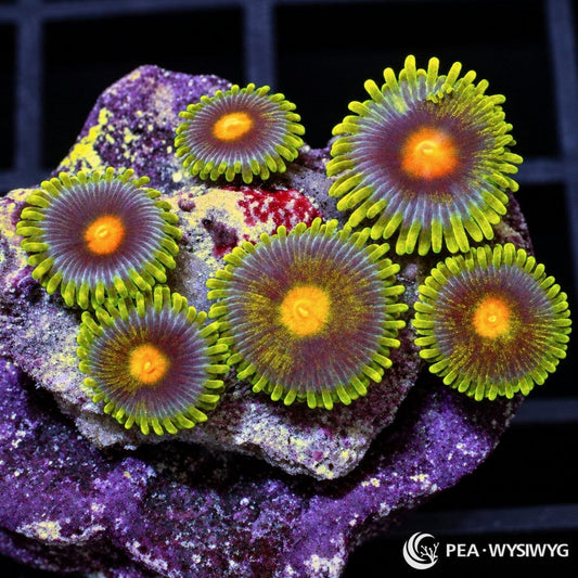 Spring Sunrise Zoanthids Zoanthus sp. with fluorescent yellow-green skirts, blue-violet oral discs, and vivid orange-yellow centers