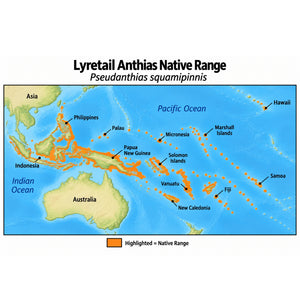 Lyretail Anthias (Pseudanthias squamipinnis) native range map highlighting its Indo-Pacific distribution in orange, including Indonesia, the Philippines, Papua New Guinea, and western and central Pacific island regions.