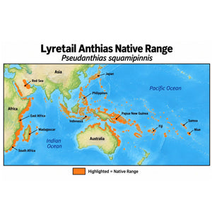 Lyretail Anthias (Pseudanthias squamipinnis) native range map showing its distribution across the Red Sea and Indo-Pacific, from East Africa through Indonesia and the western Pacific.