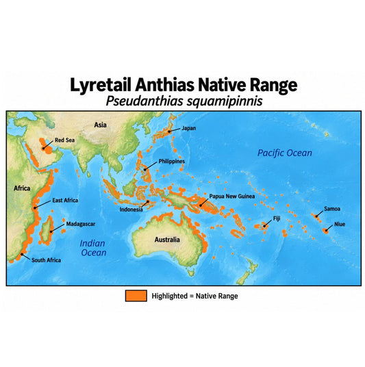 Lyretail Anthias (Pseudanthias squamipinnis) native range map showing its distribution across the Red Sea and Indo-Pacific, from East Africa through Indonesia and the western Pacific.