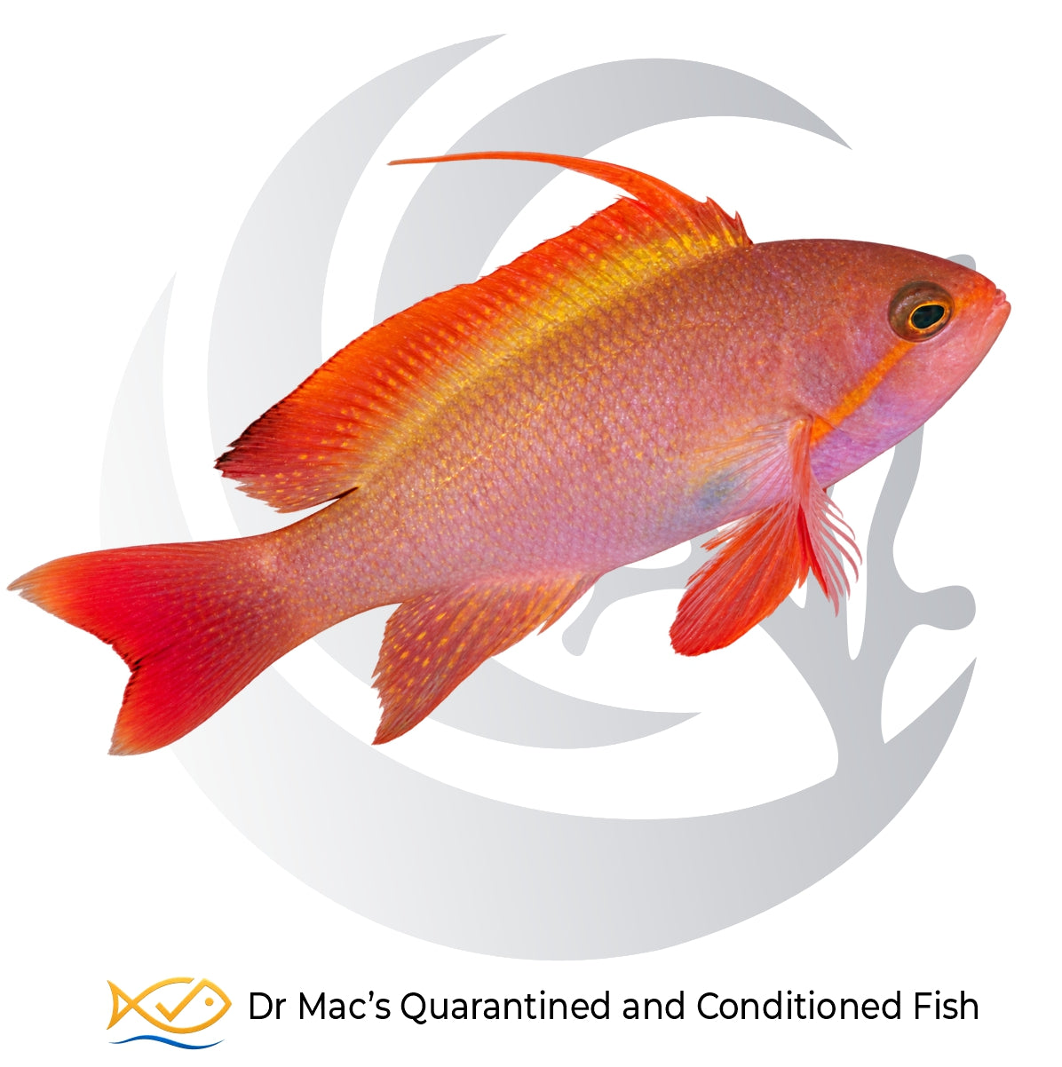 Male Lyretail Anthias Pseudanthias squamipinnis from Indonesia with vivid red-pink body, orange-yellow highlights and elongated dorsal spine