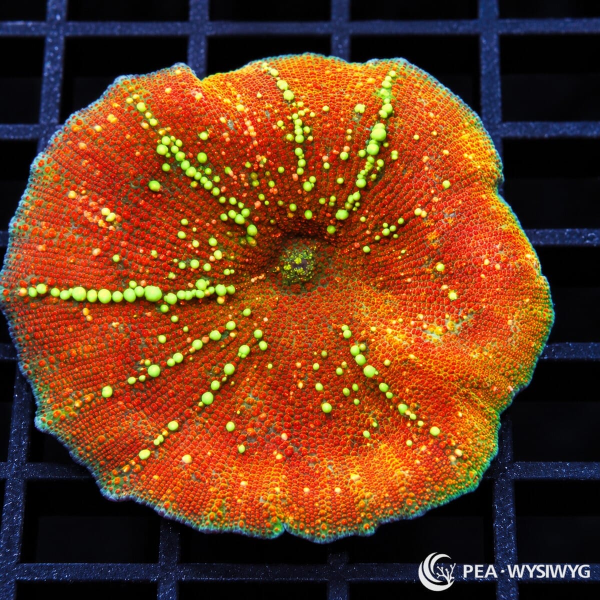 Star Burst Discosoma Mushroom Discosoma sp. WYSIWYG coral frag with vivid orange-red tissue and fluorescent green starburst vesicles
