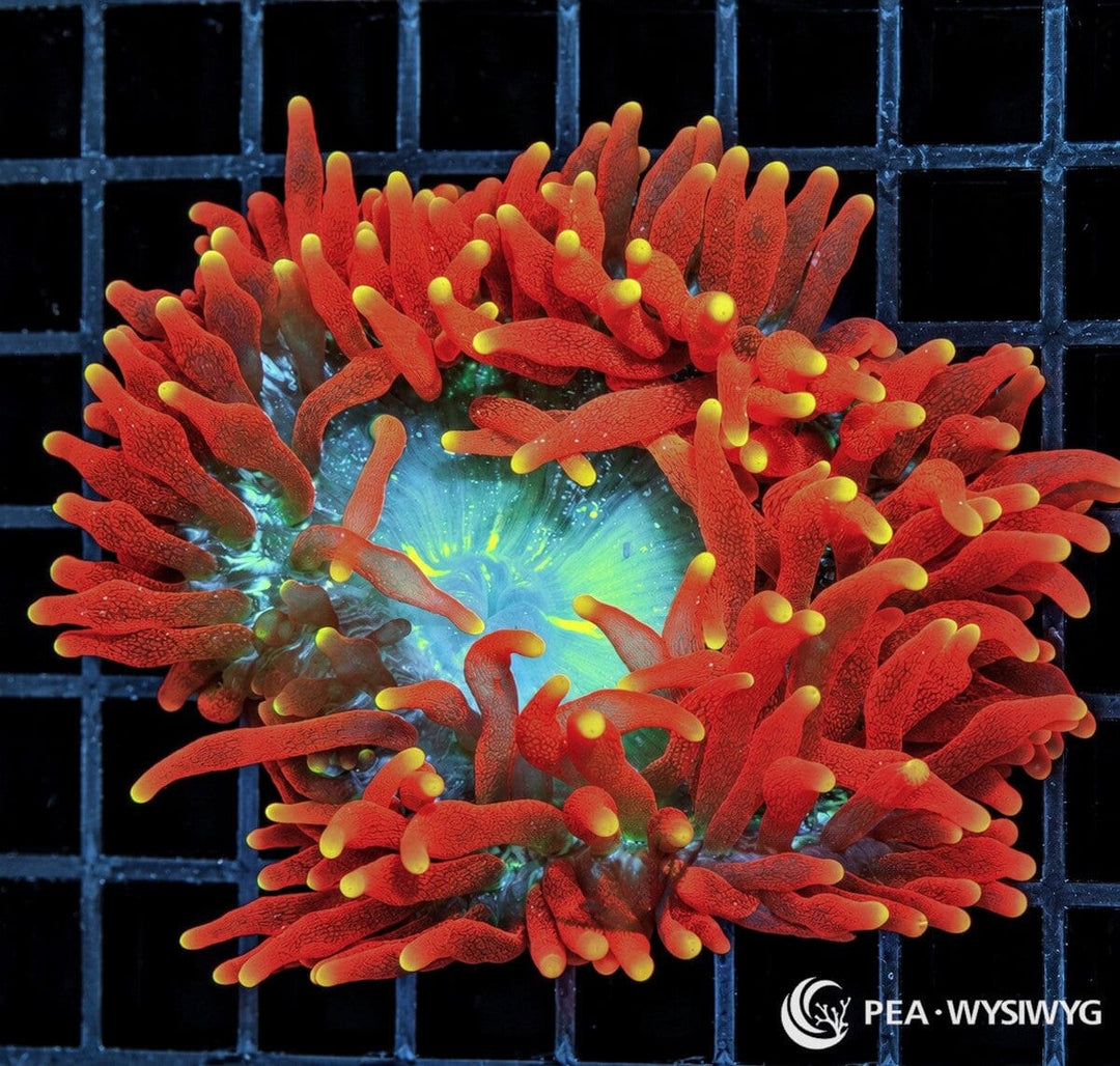 Starburst Bubble Tip Anemone (Entacmaea quadricolor) displaying brilliant red-orange tentacles with intricate darker patterns, bright yellow tips, and a luminous turquoise-green oral disc. WYSIWYG specimen photographed at Pacific East Aquaculture.