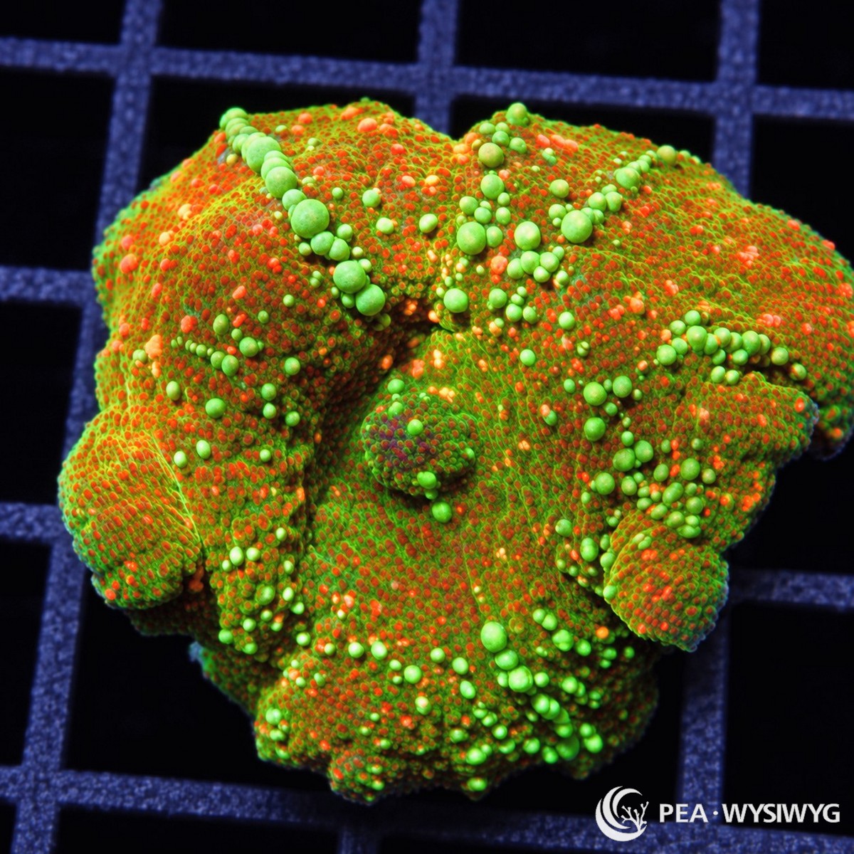 Starburst Discosoma Mushroom Discosoma sp. WYSIWYG coral frag with green tissue, orange-red vesicles, and fluorescent green highlights