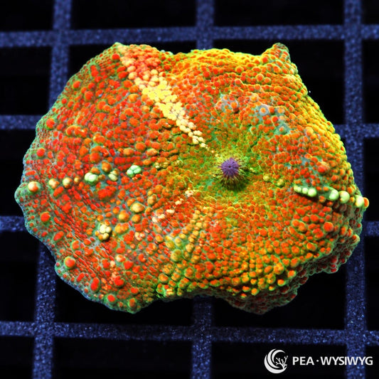 Starburst Discosoma Mushroom Discosoma sp. WYSIWYG coral frag with green tissue, bright orange-red vesicles, and purple center