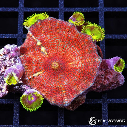 Starburst Discosoma Mushroom Discosoma sp. WYSIWYG coral frag with vivid red-orange disc and dense raised surface texture