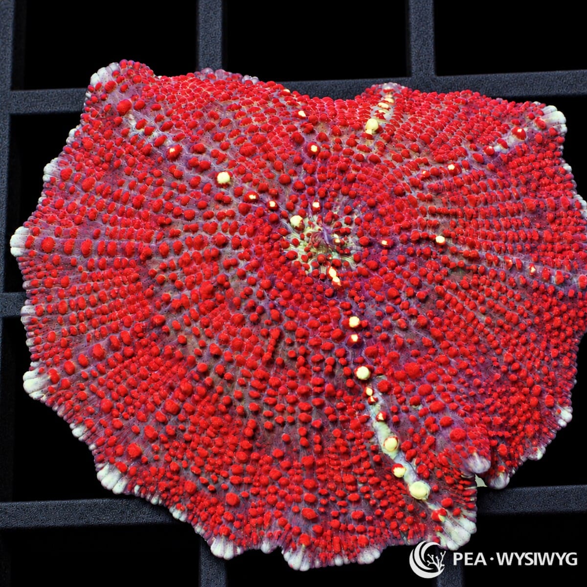 Starburst Discosoma Mushroom Discosoma sp. with vivid scarlet-red tissue, dense red-orange surface vesicles, and scattered pale yellow-cream highlights