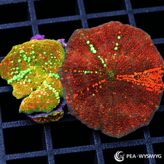 Starbust Combo Discosoma Mushrooms Discosoma sp. WYSIWYG coral frag with red-orange, green, and fluorescent green coloration