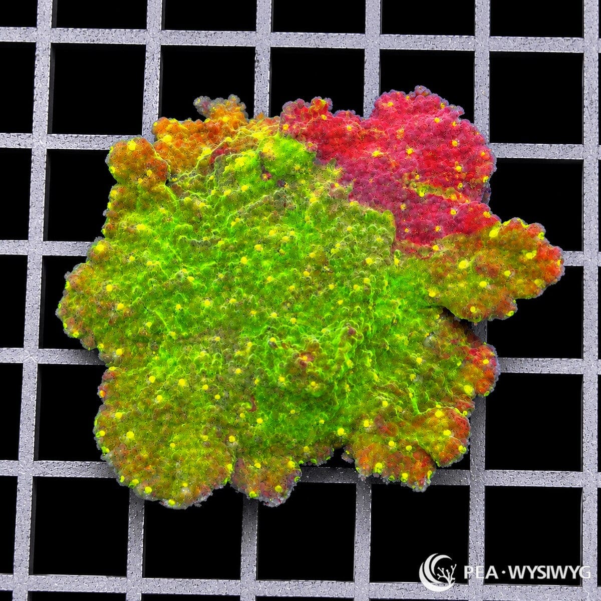 Starfire Plating Grafted Tie Dye Montipora Montipora capricornis WYSIWYG premium SPS coral frag