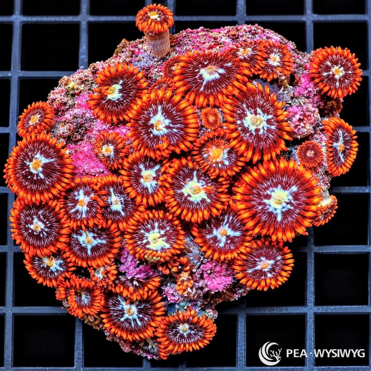 Starfire Zoanthids Zoanthus sp. WYSIWYG coral with burgundy-red centers, bright orange skirts, pale blue-white starburst markings, and yellow-green mouths