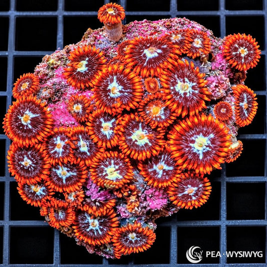 Starfire Zoanthids Zoanthus sp. WYSIWYG coral with burgundy-red centers, bright orange skirts, pale blue-white starburst markings, and yellow-green mouths