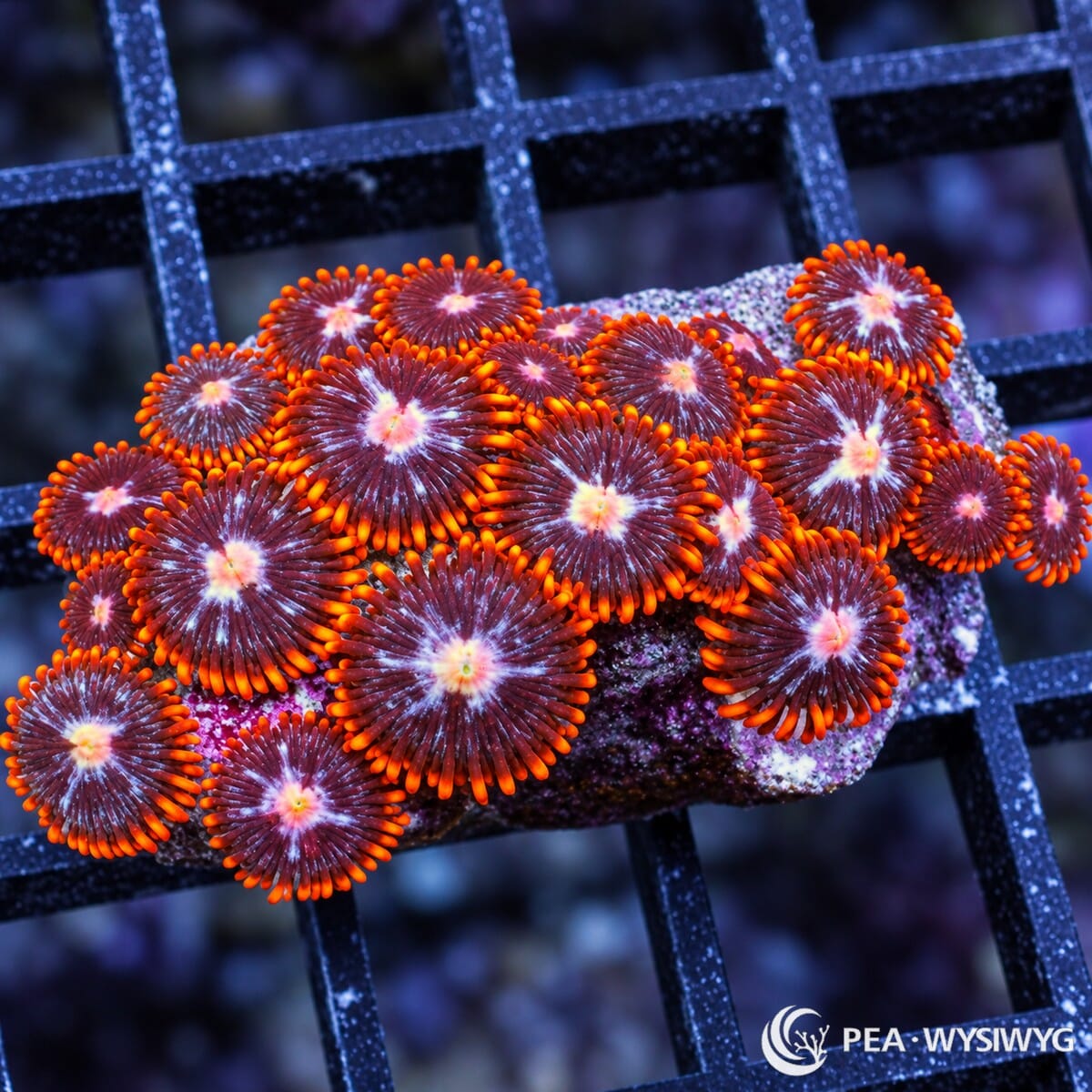 Starfire Zoanthids Zoanthus sp. WYSIWYG colony with burgundy-red faces, pale pink-white starburst centers, and bright orange-red skirts