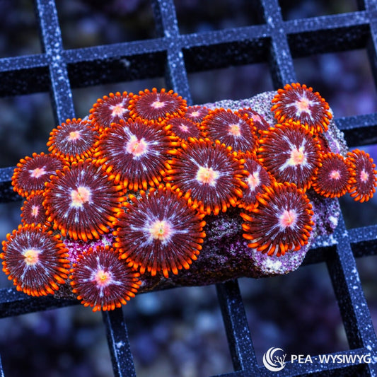 Starfire Zoanthids Zoanthus sp. WYSIWYG colony with burgundy-red faces, pale pink-white starburst centers, and bright orange-red skirts