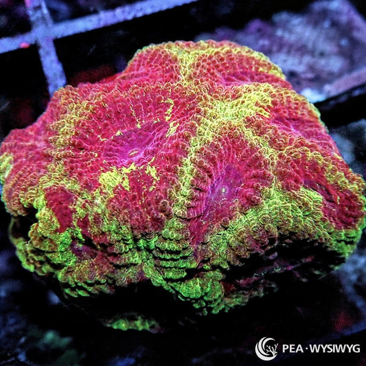 Strawberry Blonde Favia Dipsastraea sp. WYSIWYG Premium Frag with strawberry red pink tissue, yellow gold highlights, and fluorescent green coloration