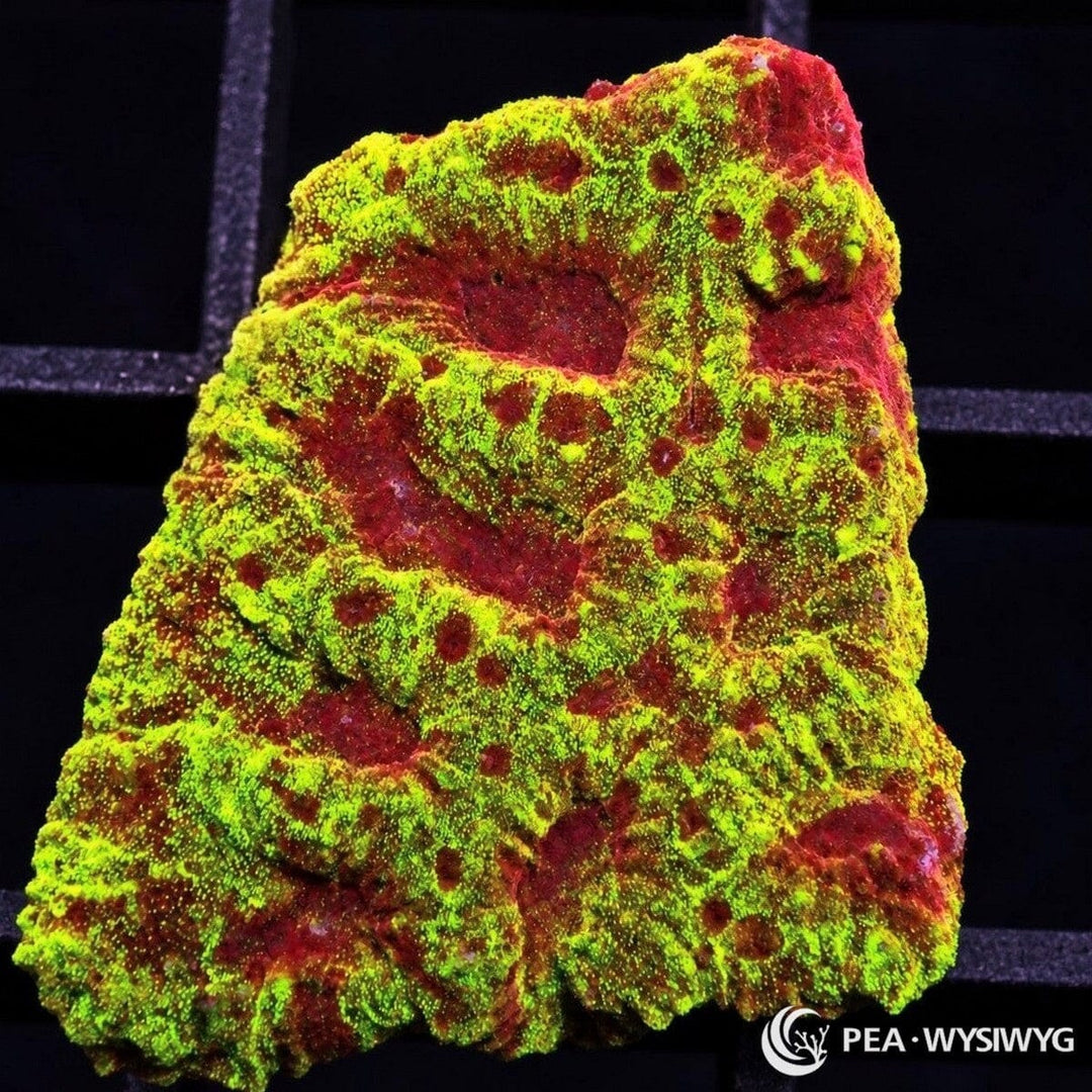 Strawberry Blonde Favia Favia sp. with fluorescent yellow-green tissue over strawberry-red and burgundy corallites and textured ridges