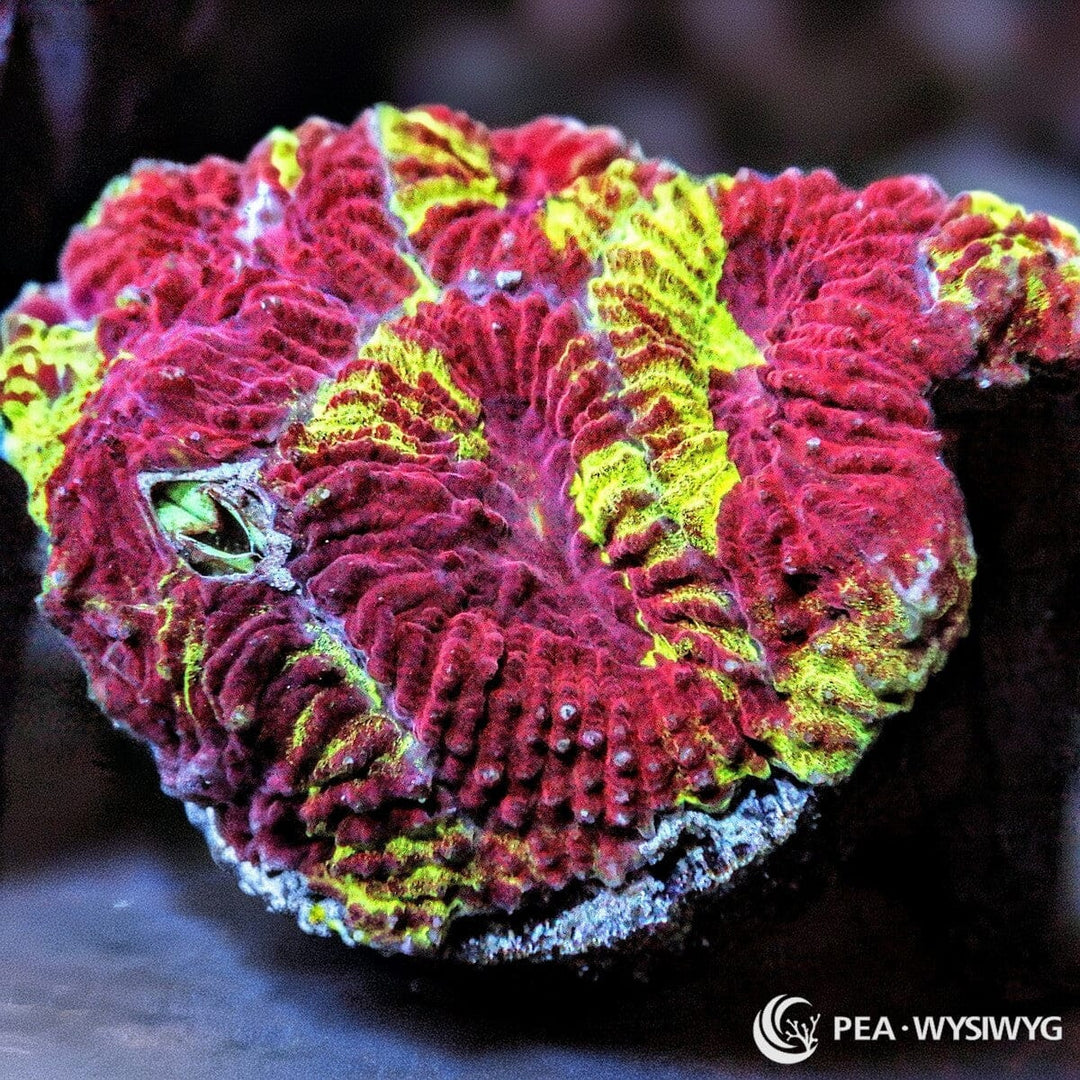 Strawberry Blonde Favia LPS coral with red and yellow-green coloration, WYSIWYG under $25 coral frag
