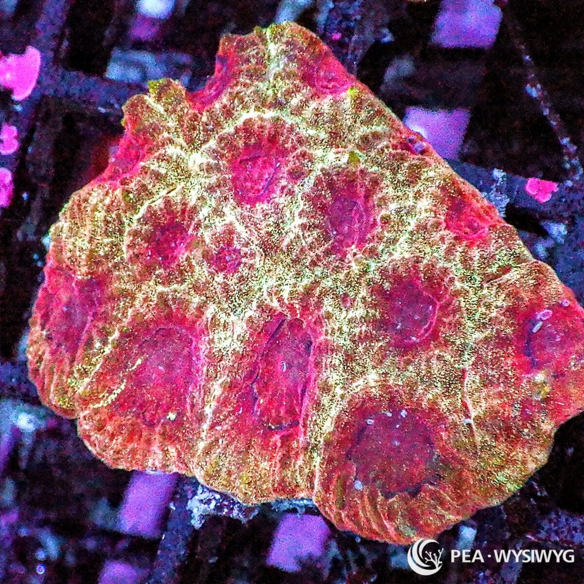 Strawberry Blonde Favia coral with pink-red centers and golden cream highlights, WYSIWYG under $25 LPS coral frag from Pacific East Aquaculture