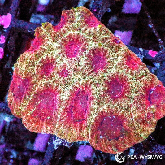 Strawberry Blonde Favia coral with pink-red centers and golden cream highlights, WYSIWYG under $25 LPS coral frag from Pacific East Aquaculture