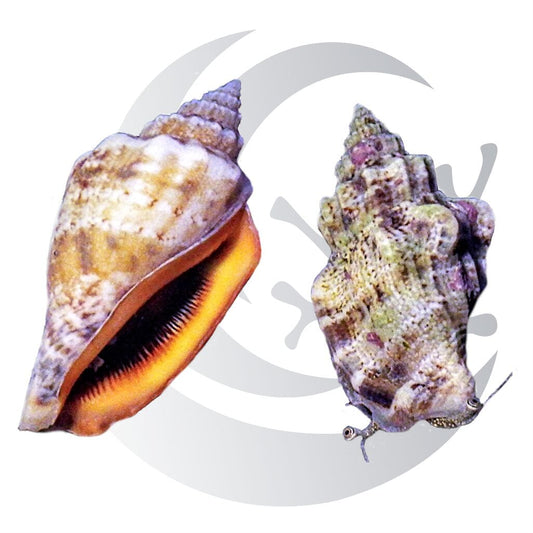 Strawberry Conch (Strombus luhuanus), sand bed grazer and detritus stirrer, medium saltwater aquarium invert