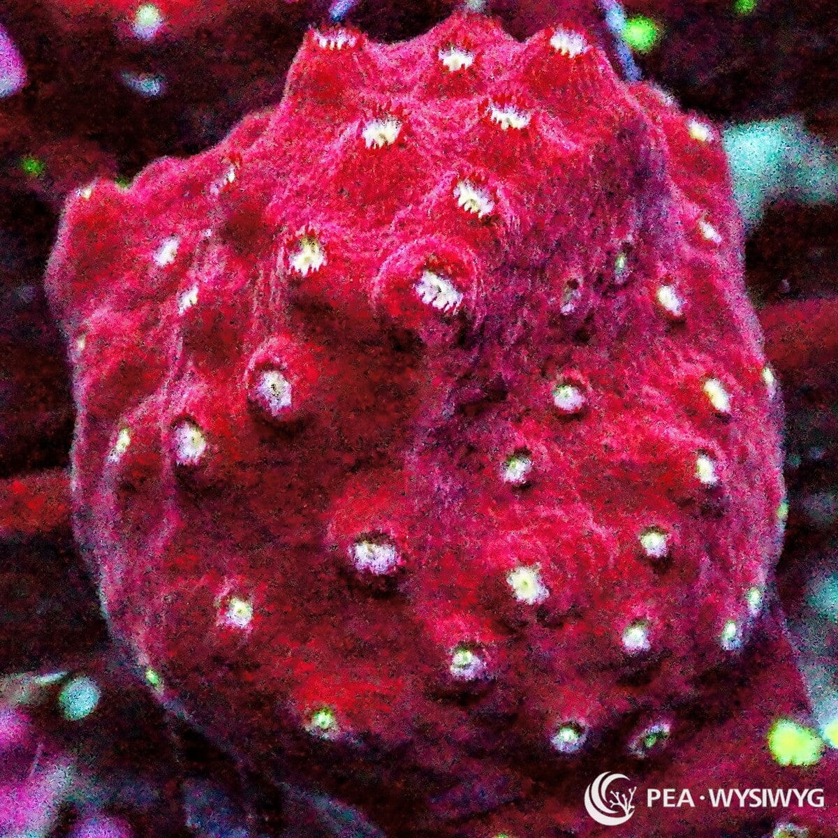 Strawberry Cyphastrea coral WYSIWYG frag with pink-red tissue and bright white-green polyps under reef aquarium lighting