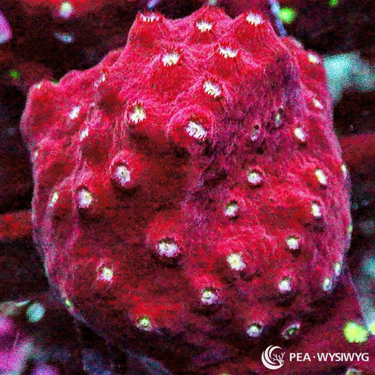 Strawberry Cyphastrea coral WYSIWYG frag with pink-red tissue and bright white-green polyps under reef aquarium lighting