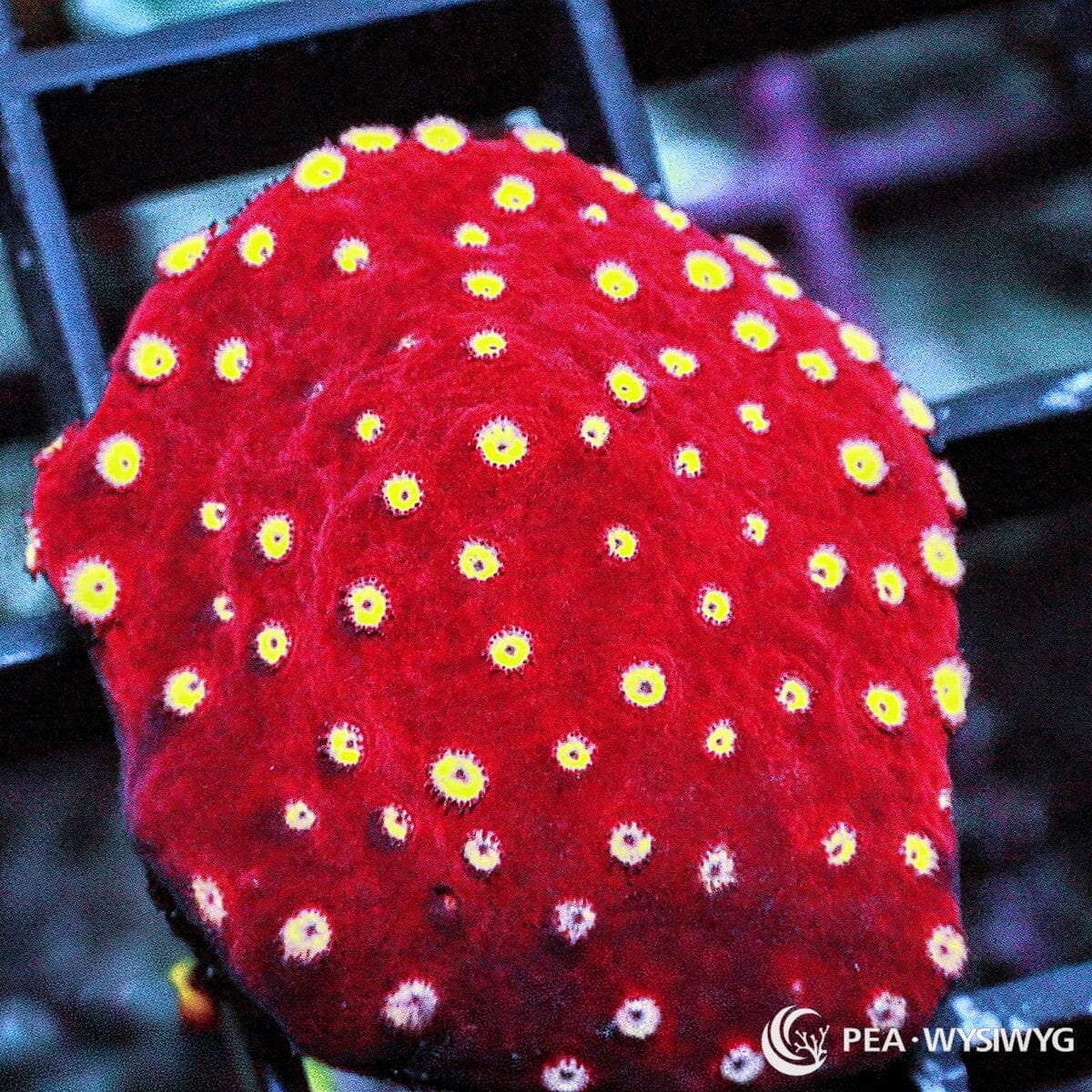 Strawberry Cyphastrea Cyphastrea sp. WYSIWYG coral frag with vivid red tissue and bright yellow corallites