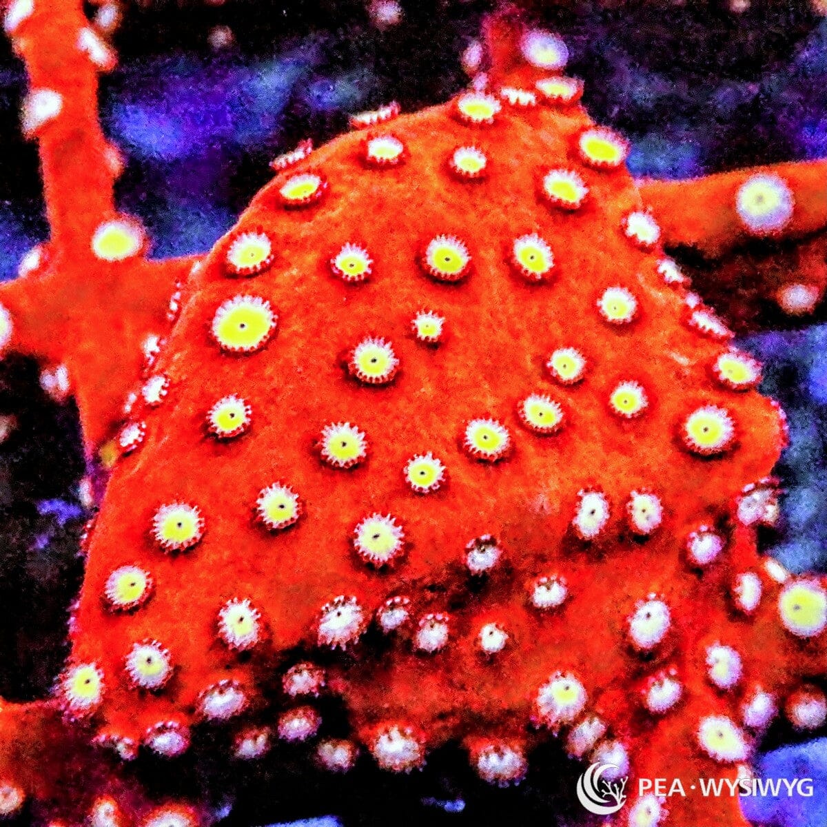 Strawberry Cyphastrea Cyphastrea sp. WYSIWYG LPS coral frag with red base and yellow-green polyps