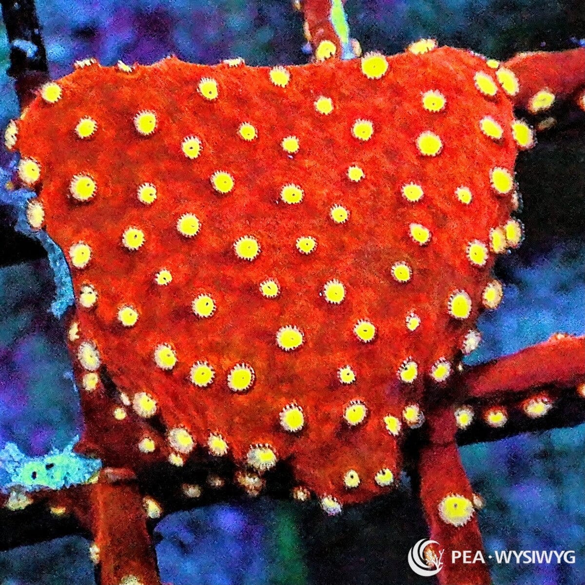 Strawberry Cyphastrea Cyphastrea sp. WYSIWYG coral frag with deep red encrusting tissue, bright yellow golden polyps, and compact reef growth