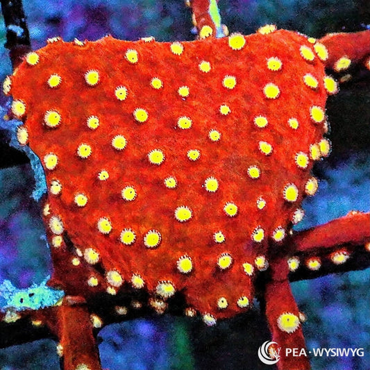 Strawberry Cyphastrea Cyphastrea sp. WYSIWYG coral frag with deep red encrusting tissue, bright yellow golden polyps, and compact reef growth
