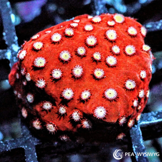 Strawberry Cyphastrea Cyphastrea species WYSIWYG Under $25 coral frag