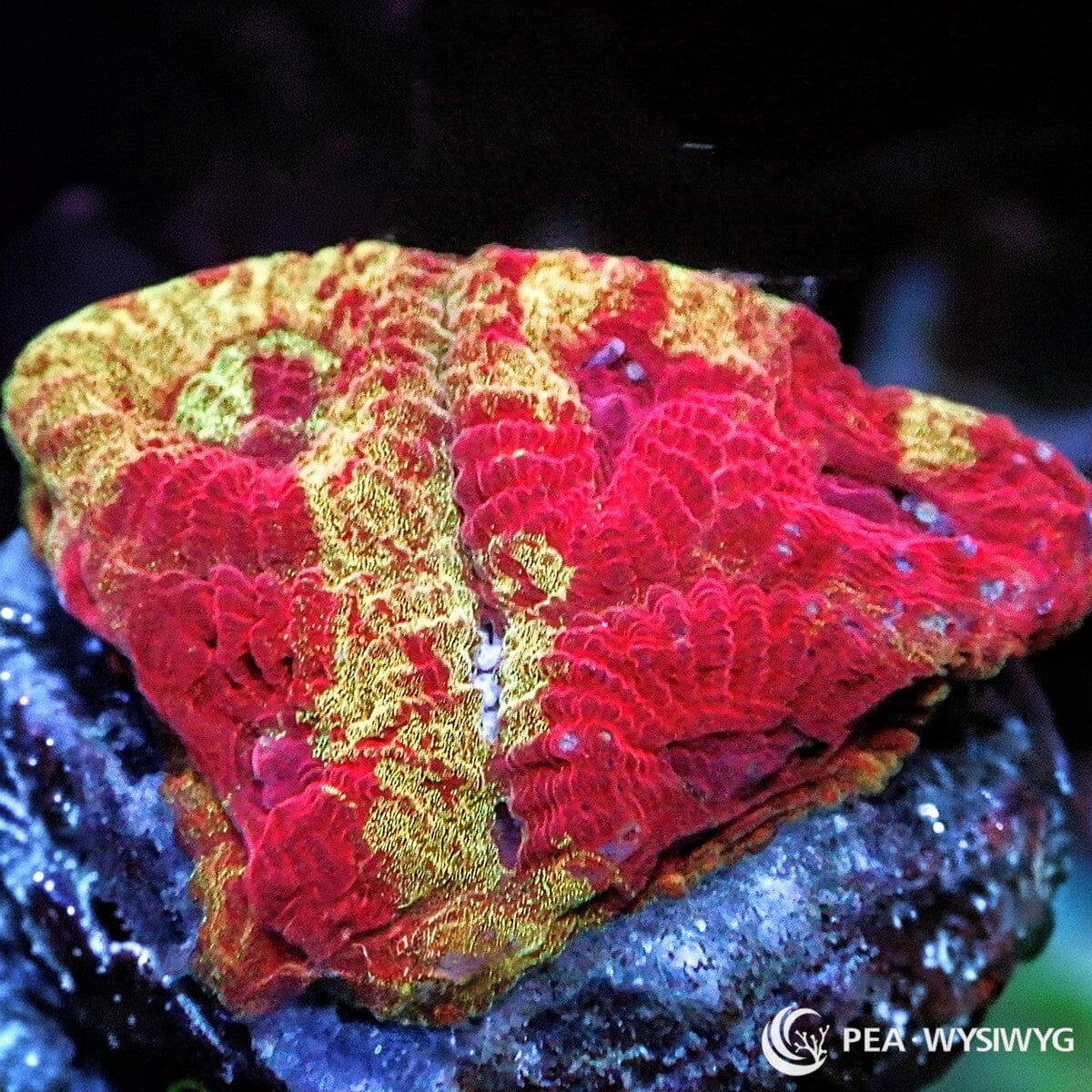 Strawberry Jam Favia LPS coral with red and golden mottled coloration, WYSIWYG under $25 reef coral frag