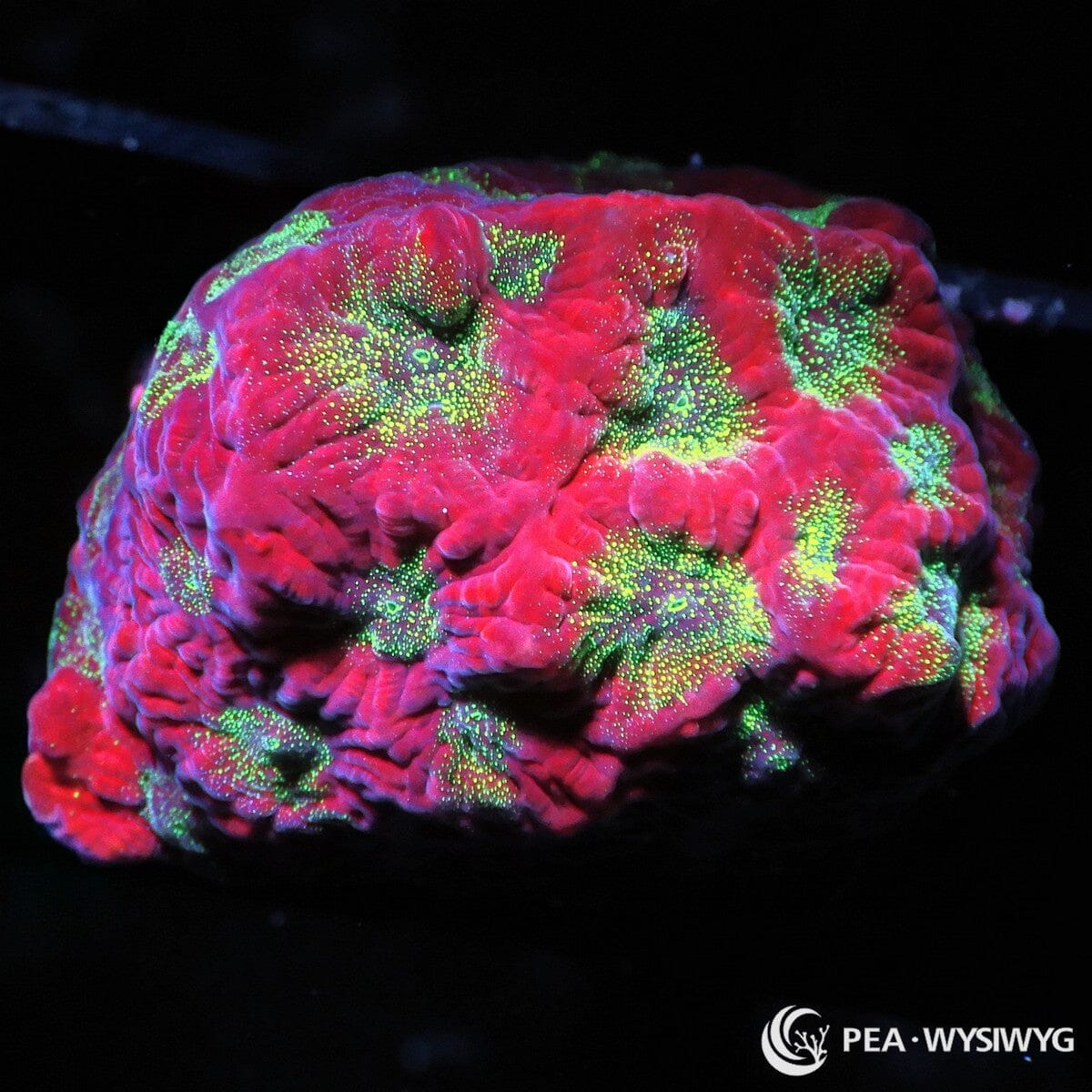 Strawberry Kiwi Favites Favites sp. WYSIWYG coral with vivid strawberry-red tissue and fluorescent green-yellow centers and speckling