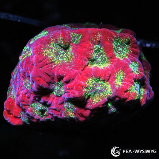 Strawberry Kiwi Favites Favites sp. WYSIWYG coral with vivid strawberry-red tissue and fluorescent green-yellow centers and speckling
