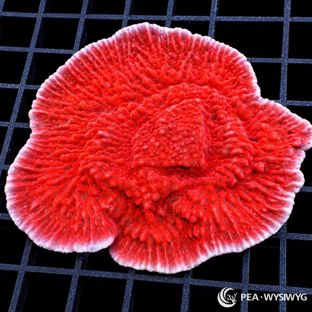 Strawberry Medusa Plating Montipora Montipora sp. coral colony with vivid strawberry-red plating growth, raised folds, and pale pink-white margins