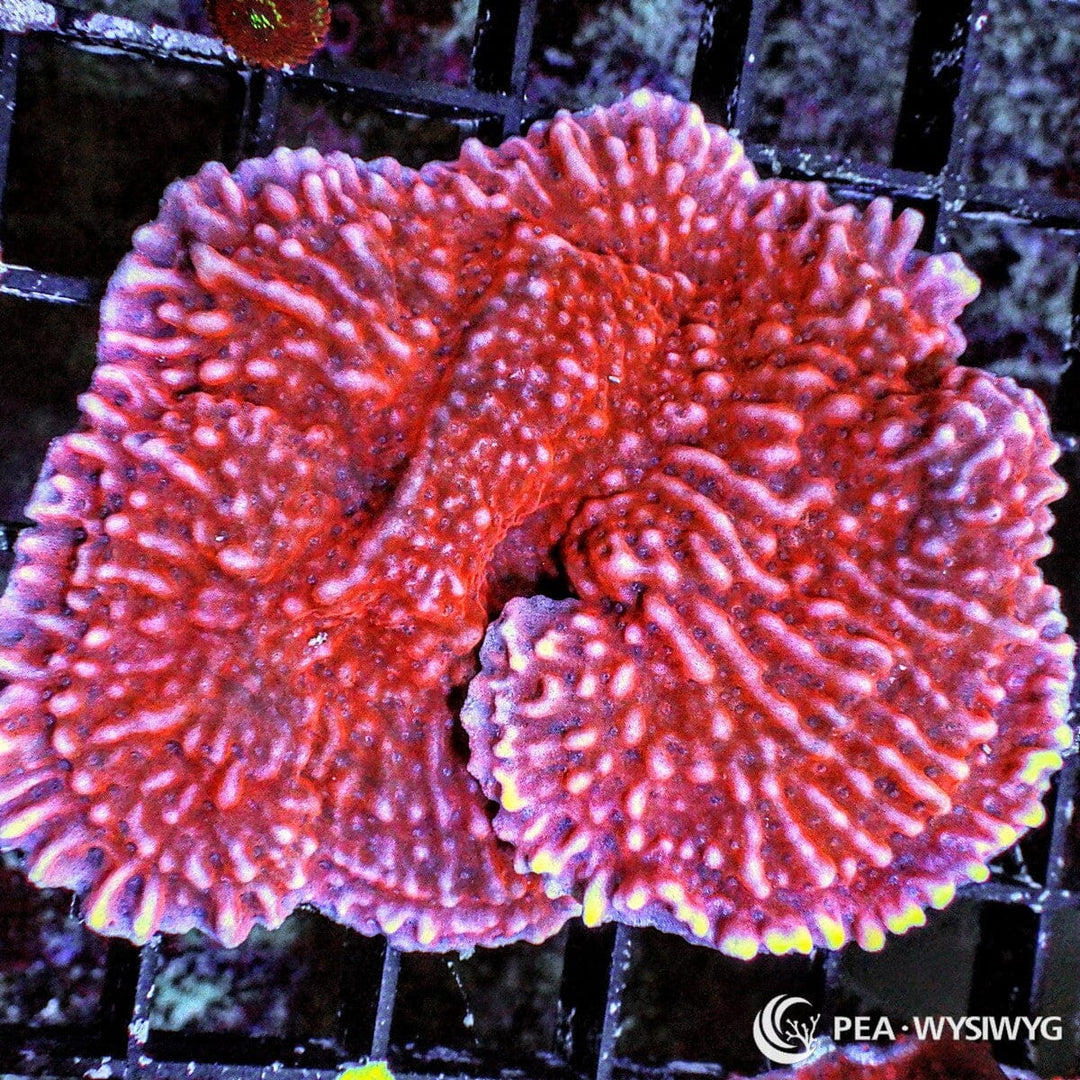 Strawberry Medusa Plating Montipora Montipora sp. WYSIWYG coral frag with strawberry red plating tissue, lavender highlights, yellow edge accents, and textured scrolling growth