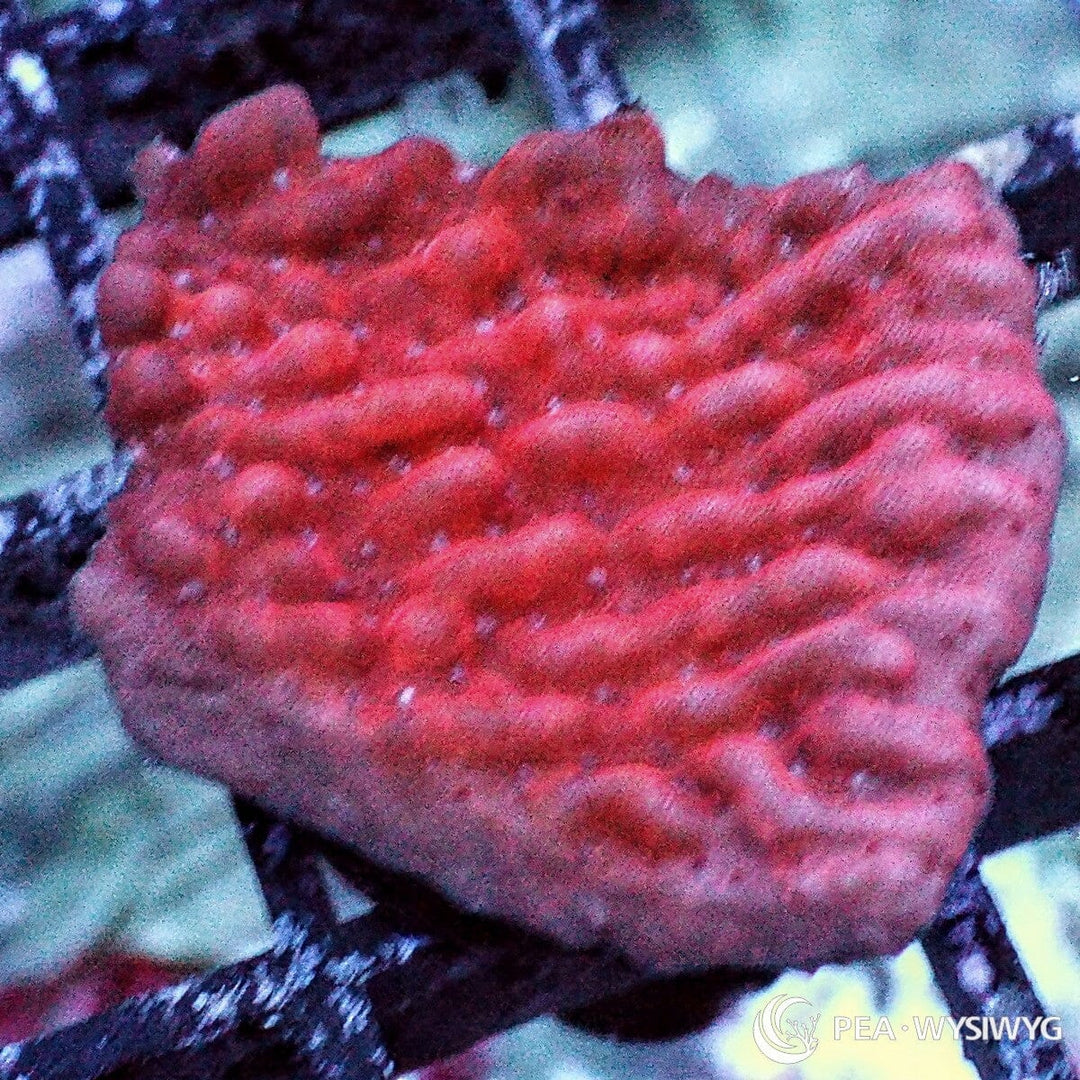 Strawberry Medusa Plating Montipora Montipora sp. WYSIWYG coral with rich strawberry-red coloration and textured plating growth