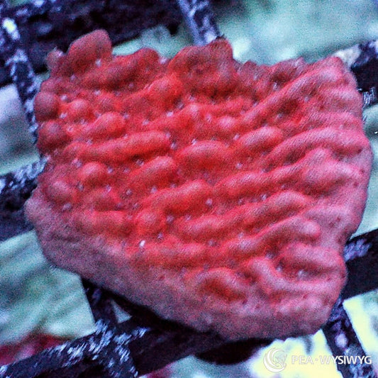 Strawberry Medusa Plating Montipora Montipora sp. WYSIWYG coral with rich strawberry-red coloration and textured plating growth