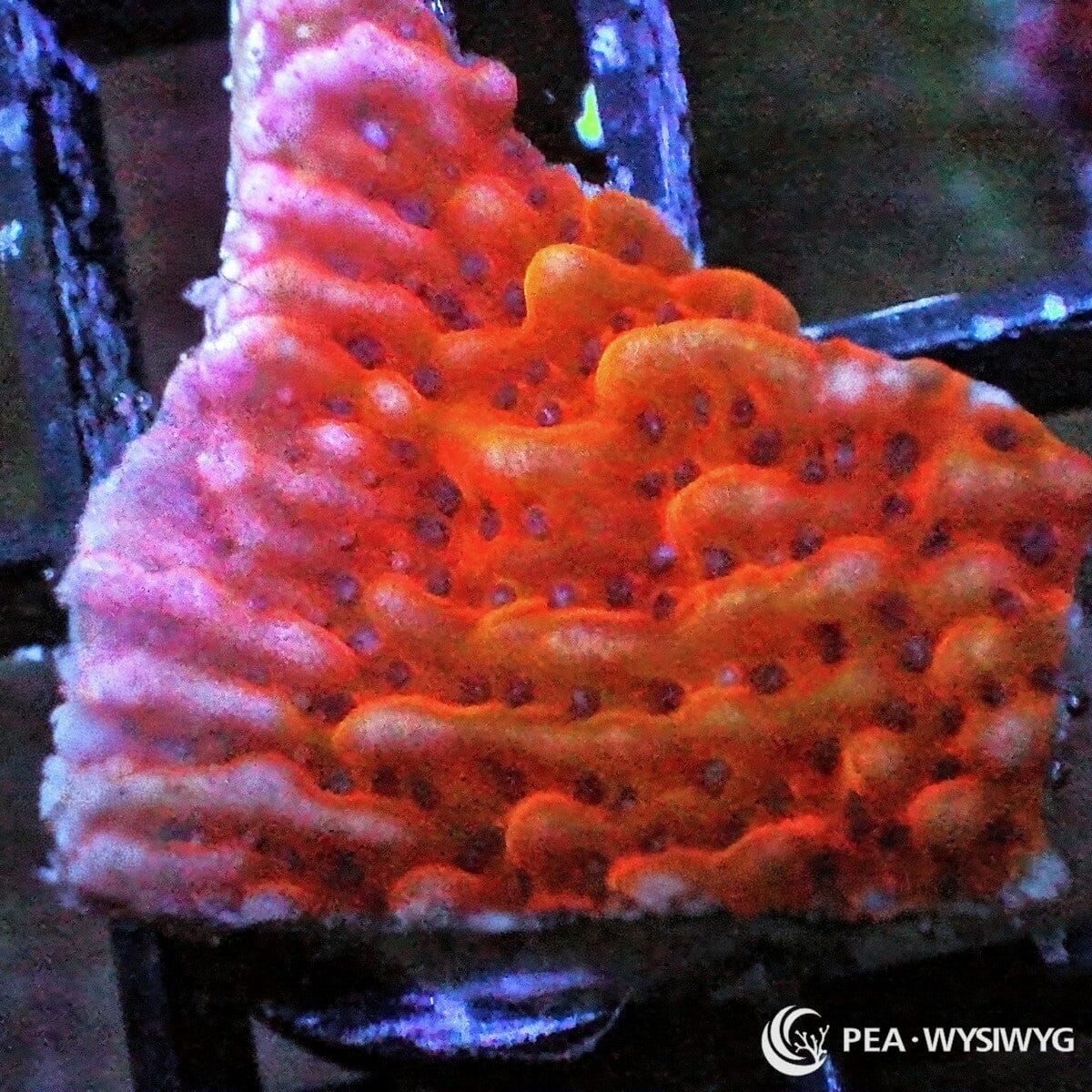 Strawberry Medusa Plating Montipora Montipora sp. WYSIWYG coral frag with strawberry red orange tissue, dark polyp accents, pale growth edge, and plating growth form