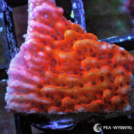 Strawberry Medusa Plating Montipora Montipora sp. WYSIWYG coral frag with strawberry red orange tissue, dark polyp accents, pale growth edge, and plating growth form