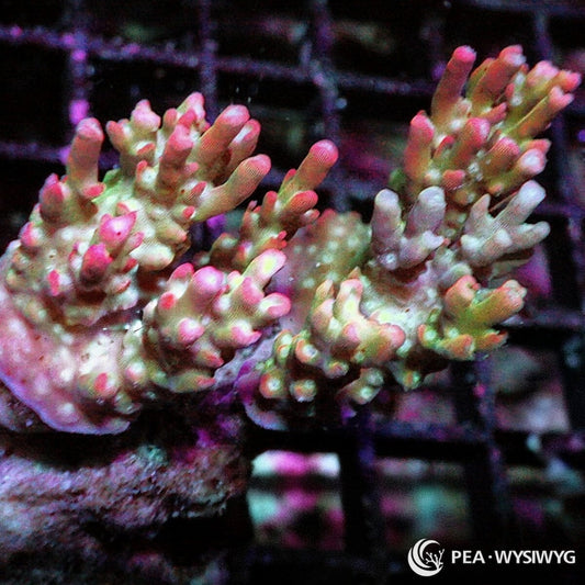 Strawberry Shortcake Acropora Acropora sp. WYSIWYG coral frag with pale green cream branches, bright pink tips, and compact branching growth