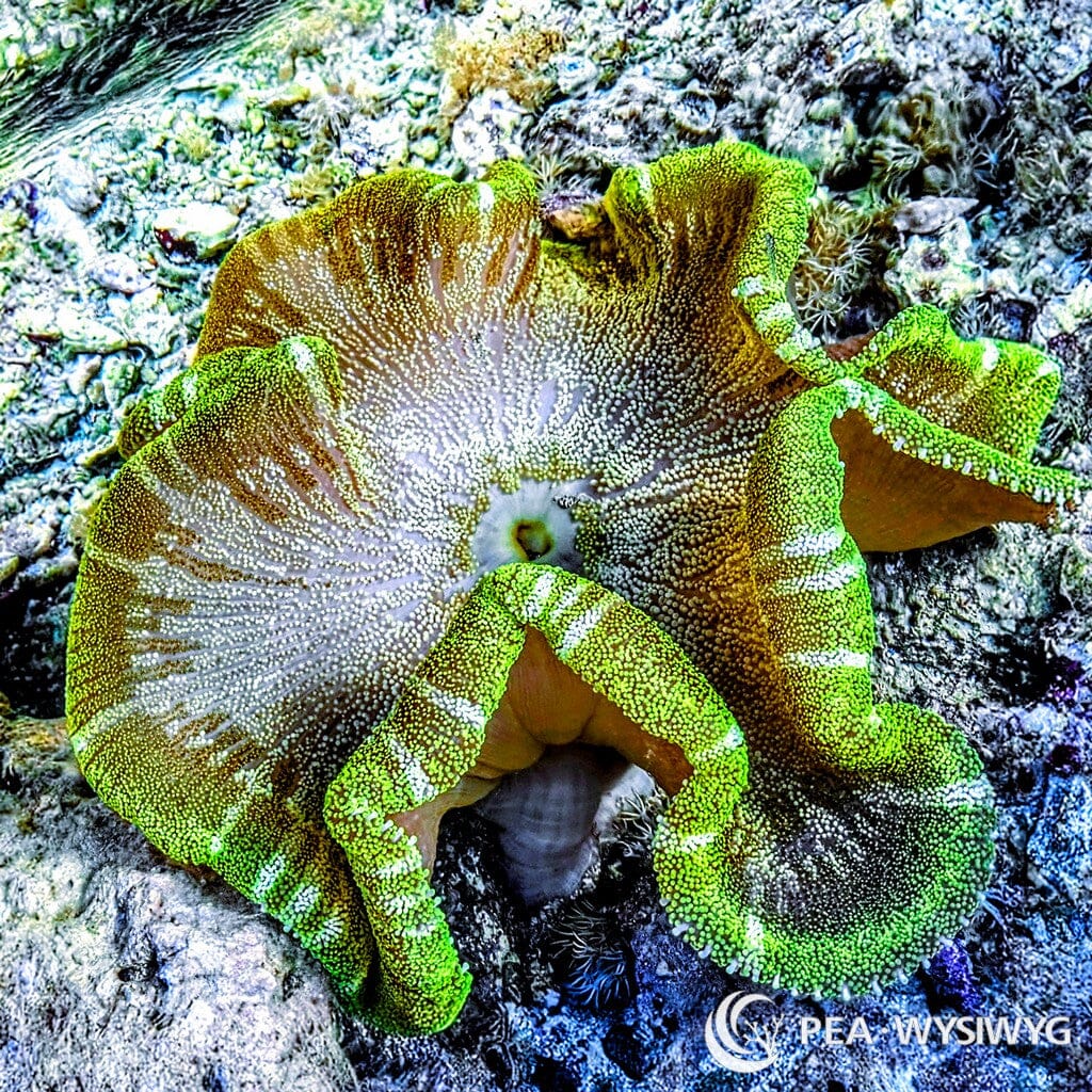 Striped Green Haddoni Carpet Anemone WYSIWYG