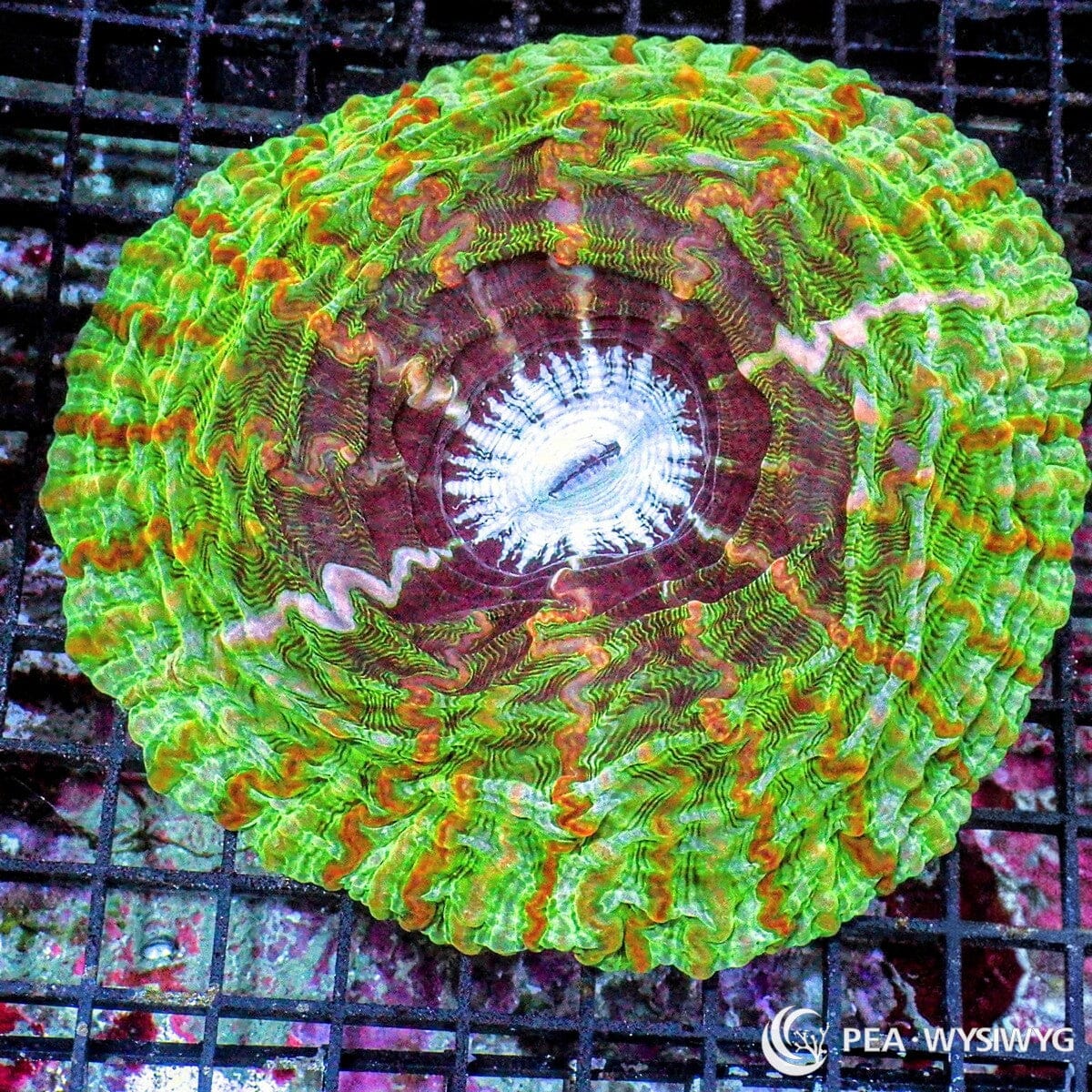 Striped Green Indophyllia Indophyllia macassarensis WYSIWYG coral colony with green tissue, orange red striping, burgundy inner ring, and white center