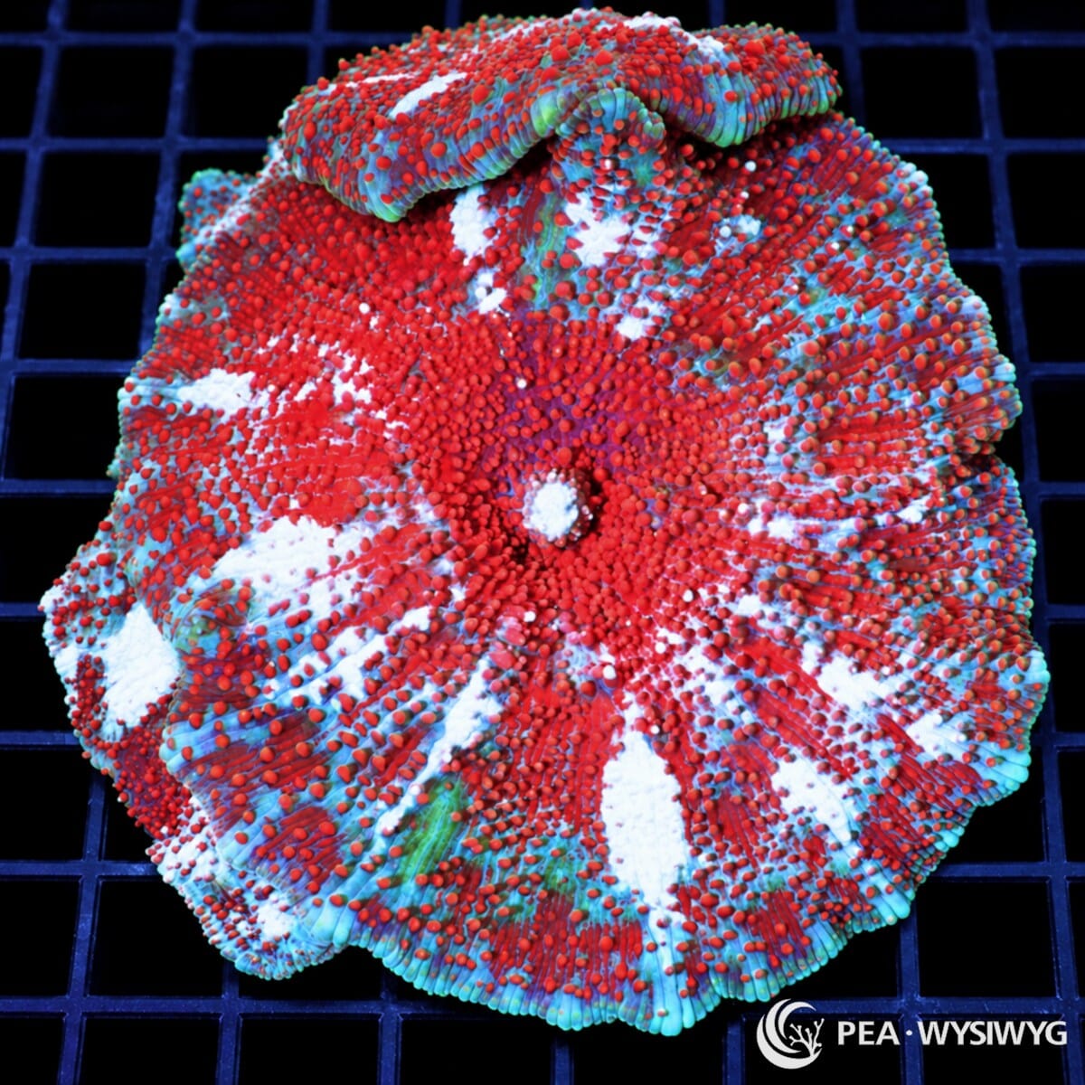 Striped Red Discosoma Mushroom Discosoma sp. WYSIWYG coral with vivid crimson-red vesicles, pale blue-white radial stripes, and turquoise-green accents