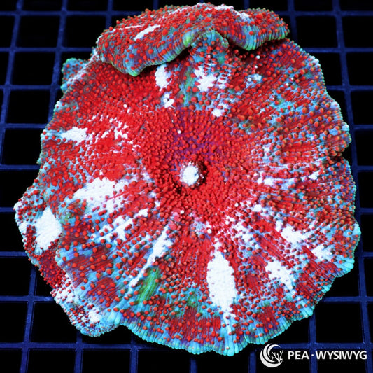 Striped Red Discosoma Mushroom Discosoma sp. WYSIWYG coral with vivid crimson-red vesicles, pale blue-white radial stripes, and turquoise-green accents