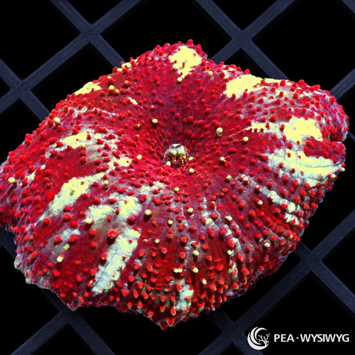 Striped Red Spotted Discosoma Mushroom Discosoma sp. with vivid red tissue, pale cream-yellow radial stripes, and dense raised red surface spots
