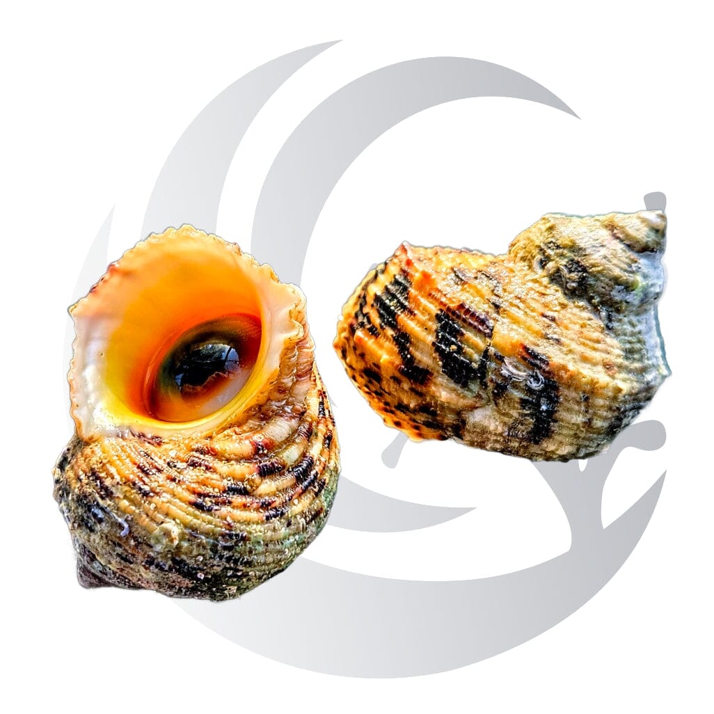Striped Turbo Snail Turbo chrysostomus with orange aperture and striped shell, an algae-grazing saltwater reef aquarium snail