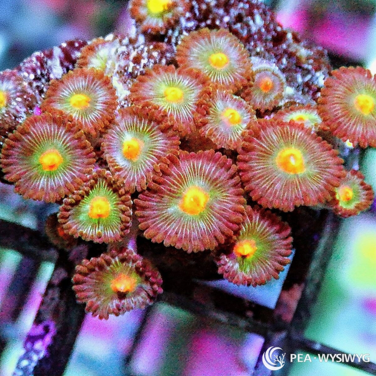 Summer Bouquet Zoanthids Zoanthus sp. WYSIWYG soft coral frag with pink red skirts, pale green white radial striping, and yellow orange centers