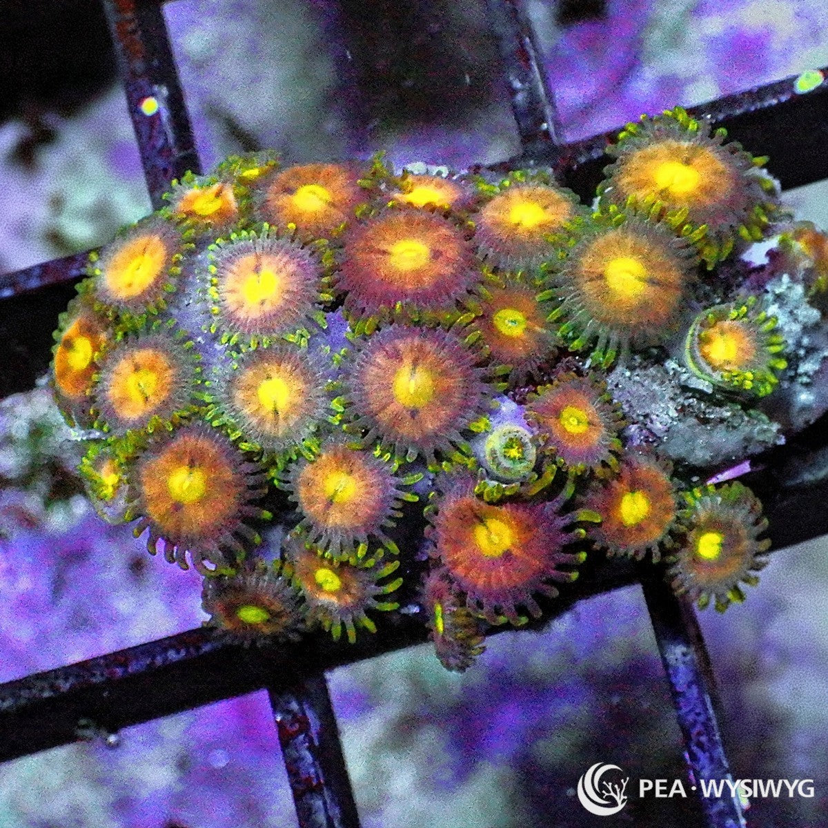 Summer Sun Zoanthids Zoanthus sp. WYSIWYG coral frag with orange peach polyps, bright yellow centers, green skirt accents, and encrusting colonial growth